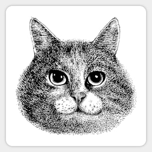 CATS Sticker